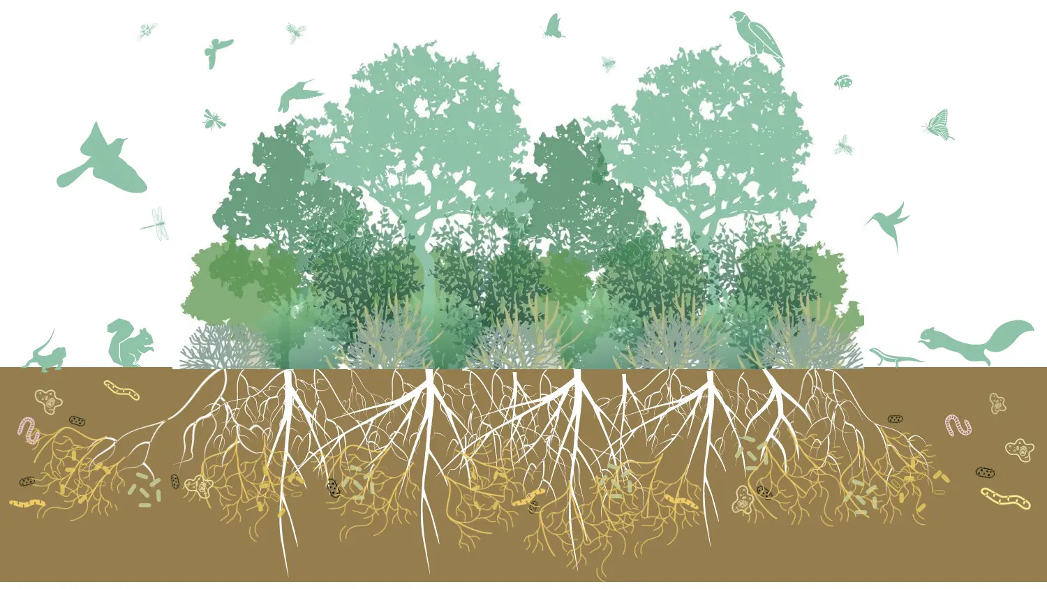Graphic depicting trees and shrubs planted in the micro forest style. Above ground are various birds, insects, squirrels and lizards that are moving towards the forest.  Below ground shows the roots of the trees and shrubs with associated bacteria, fungi, and other microorganisms.