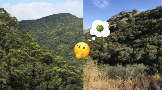 Side-by-side image of natural temperate forest in Japan with a natural chaparral hillside in Los Angeles.  Pensive emoji face in the center of the two images with a thought bubble that depicts a tree emoji.
