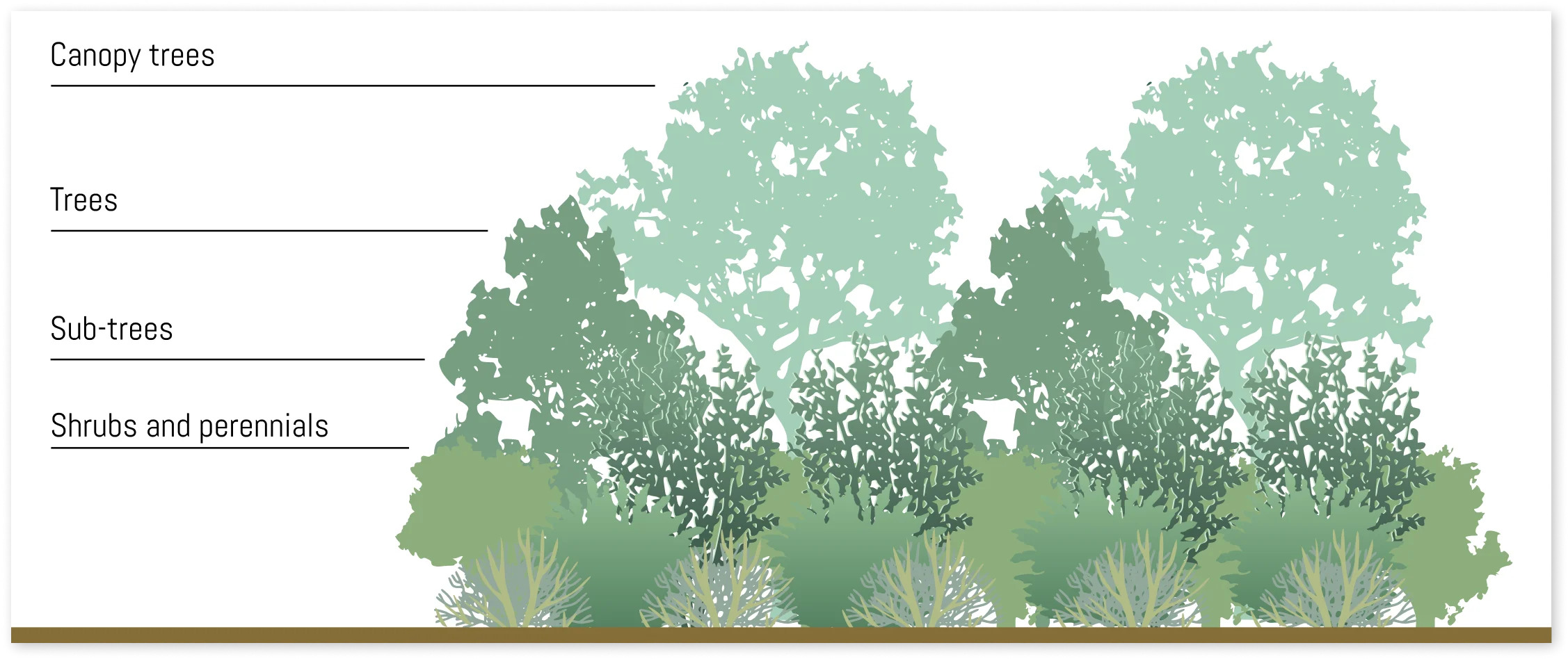 Diagram featuring the layers of an LA Micro Forest indicating canopy trees, trees, sub-trees, and shrubs & perennials.