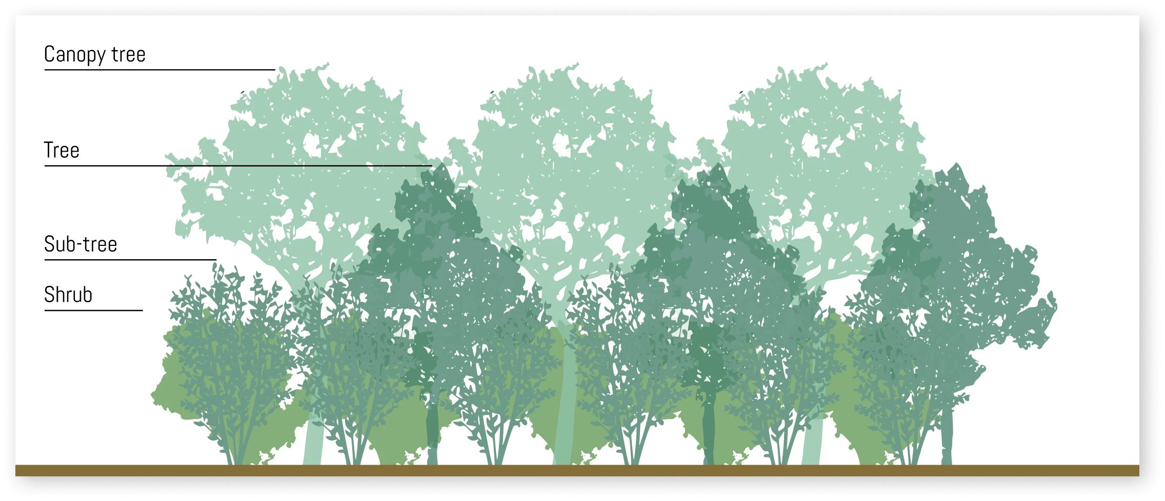 Diagram of Miyawaki forest layers with labels indicating canopy trees, trees, sub-trees, and shrubs.