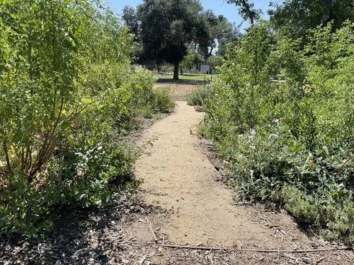 Micro forest in Griffith Park one year since planting.  Forest is in the shape of a circle with a pathway running through the middle.  Thick, tall vegetation fills all negative space in the forest.